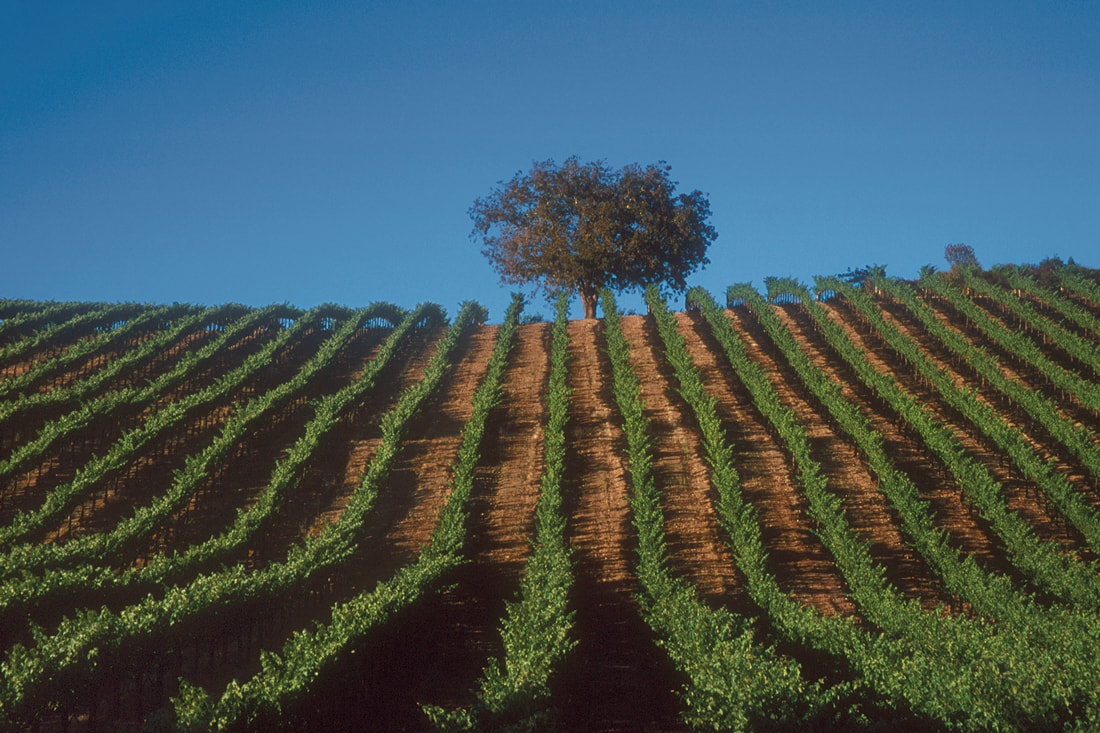 Scenic vineyard with rows of grapevines across rolling hills